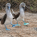 A Blue-footed Booby pair in a mating dance