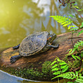A terrapin Arrau turtle resting and sunbathing on a log