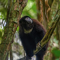 Ecuadorian mantled howler monkey