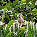 Ecuadorian squirrel monkey