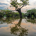 Lone Macrolobium in the Laguna Grande