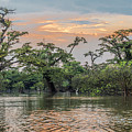 Macrolobium trees Laguna Grande Cuyabeno and Cocoi heron