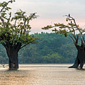Two Macrolobium and cormorans